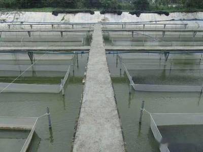 每公斤成本幾毛錢效果肯定,自制EM菌在水產(chǎn)養(yǎng)殖中的具體用法和注意事項