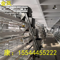 【溫州5萬只金鳳h型蛋雞養殖設備優質供應商】- 