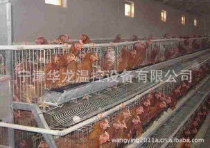 小型養(yǎng)蟹保溫鍋爐,育雛養(yǎng)殖設(shè)備,畜牧業(yè)養(yǎng)殖鍋爐 價格 谷瀑環(huán)保