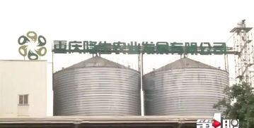 魚價上漲時,飼料廠停產無法供貨,難退養殖戶背巨債無料喂魚