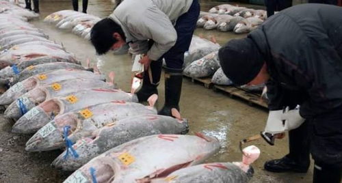 中國拒收日本水產,有了意外收獲,美打造的日韓聯盟,雞飛蛋打了