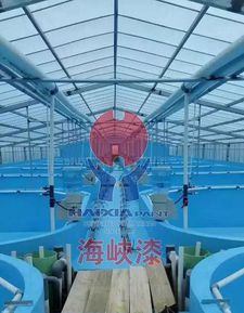 寶石鱸工廠化循環水養殖,養殖入門新手的選擇之一