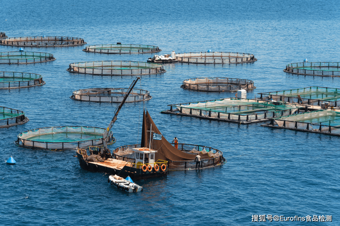 降低進口依賴:阿聯酋轉向水產養殖以提升食品安全等級