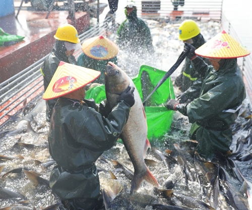 央媒 省媒集中聚焦賽城湖 水美魚肥秋捕忙