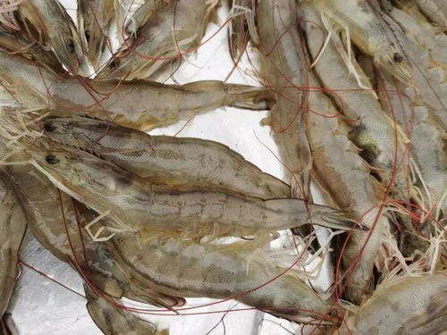 畝產比原來增長近20倍,為何這條蝦令人喜憂參半