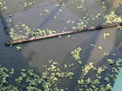 觀賞魚水產養殖