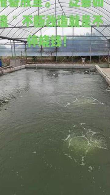 要養好一條錦鯉不容易啊 見到好的都想嘗試一下 優質農產品