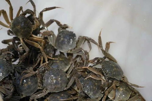 新鮮上市 哈密市水產養殖迎來 豐收季