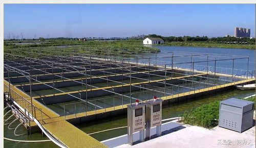 長辰漁業低碳環保池塘循環流水養殖技術 促進水產品養殖業發展