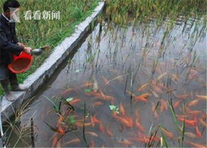 魚塘大量使用獸藥 養殖戶 我們不吃自己養的魚
