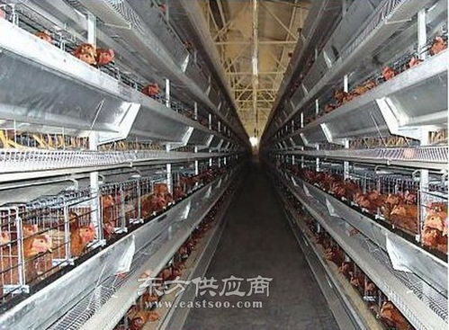 邯鄲肉雞籠 日照萬隆養殖設備廠 肉雞籠圖片