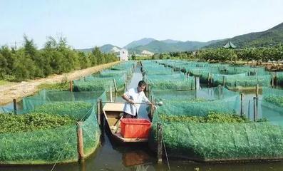 網箱養殖龍蝦,很多人發財都是第一點做的好.