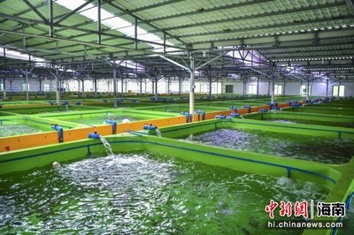 海外華文媒體海南行:萬寧著力打造&ldquo;中國東星斑之鄉&rdquo;