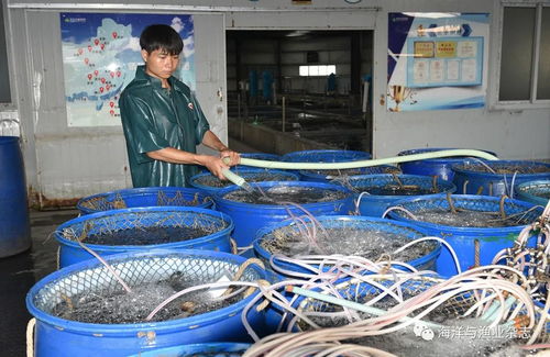 高品質 珍品鯇 如何生產 記者凌晨4點探訪廣東順德這家養殖場