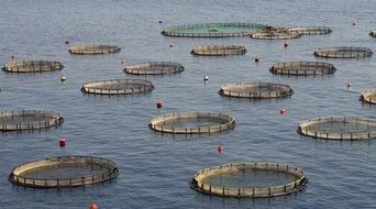 鄉村如今做做什么生意好 農村養雞 藥材種植項目淺談