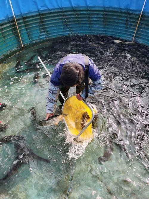 新奇 美味 健康 肇慶這些特色農(nóng)家風(fēng)味,你嘗過嗎