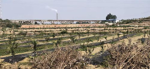 游子陳國華外出創(chuàng)業(yè)致富不忘本,建設(shè)生態(tài)農(nóng)業(yè)園反哺家鄉(xiāng)