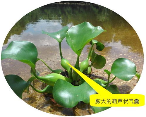 全省大范圍調(diào)查 貴州境內(nèi)這些外來物種很危險,危害性極大 第一個你就見過