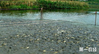 農業農村部發布水產養殖用藥減量方案 提高水產品質量和安全性