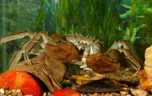 金華正宗大閘蟹促銷客戶為先