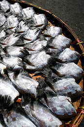 水產(chǎn)品養(yǎng)殖