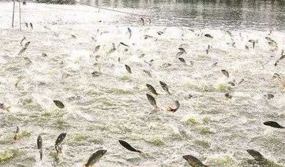 解讀 | 水產(chǎn)養(yǎng)殖業(yè)如何實現(xiàn)綠色發(fā)展