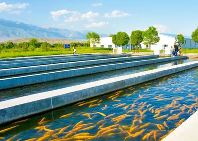 高白鮭、鱸魚、南美白對蝦&hellip;博州水產(chǎn)品年產(chǎn)總量近800噸