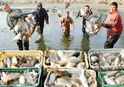 菜籃子-水產養殖