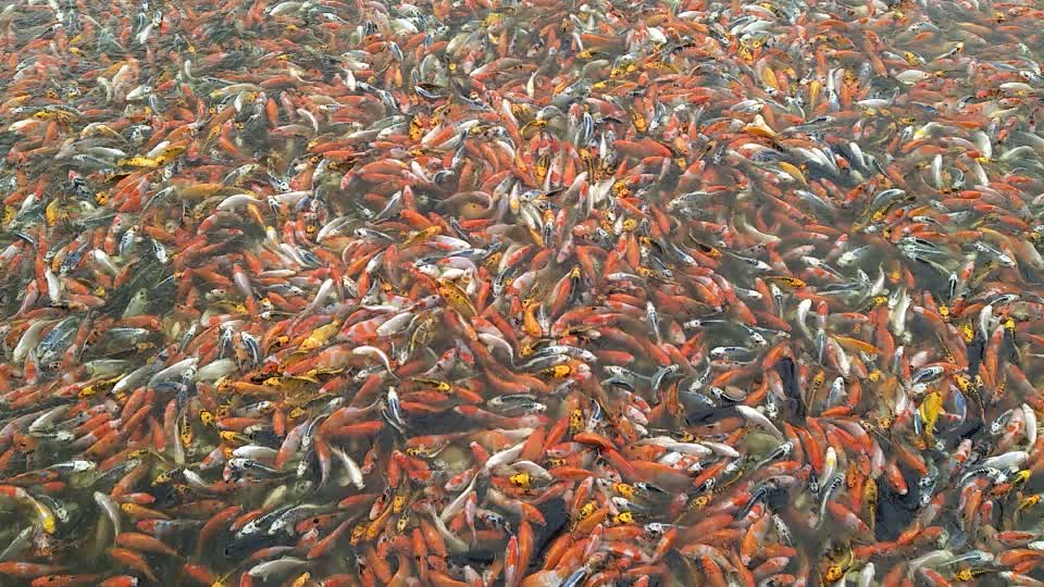 水產觀賞魚養殖我們是認真的