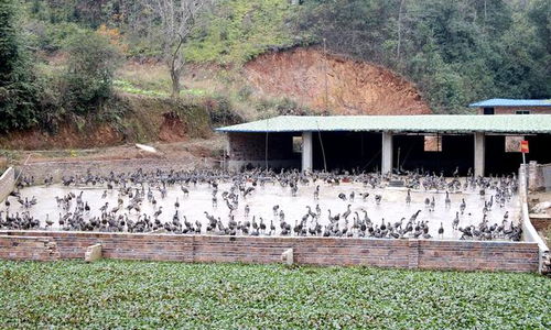 興國大仚村 鄉村振興在路上 產業發展助脫貧