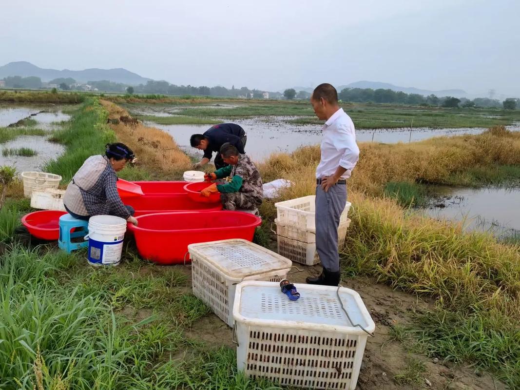 歡慶家庭農場開售優質蝦苗，助力農村水產養殖創業