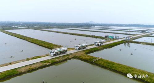 總投資200萬，電白馬踏新水產品養殖場即將開建，助力水產養殖產業升級