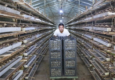 鄉村新貌 年輕人返鄉開啟水產品養殖新篇章