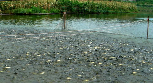 多雨季節水產養殖者需注意的7大事項