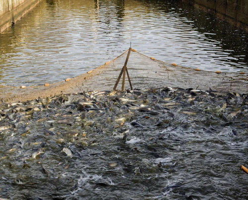 水產養殖中康潔r魚類致病原體大量繁殖的原因與防控對策