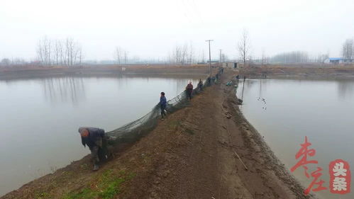 昔日塌陷地蛻變金山，水產品養殖年入五千萬的振興密碼