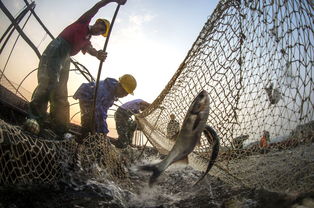 鏡頭下的蔚藍世界 攝影大賽作品展聚焦水產品養殖