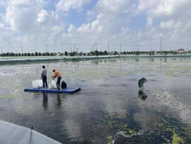 實探大閘蟹養殖地 電子驗蟹師量化肥滿度，日薪兩千的職業新寵