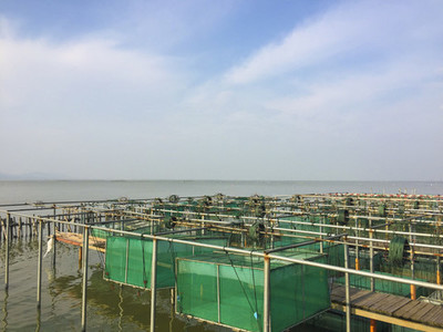 上海豫園古建筑與老飯店水產品養殖的融合文化