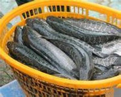 十堰市農產品與水產養殖需求分析