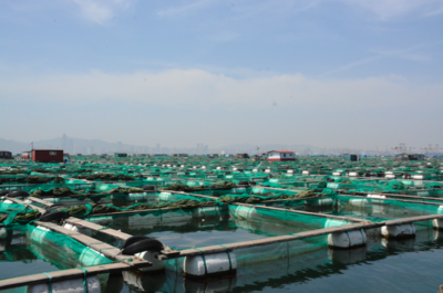 這片魚塘我們包了！吉影水下機器人如何顛覆傳統水產養殖業