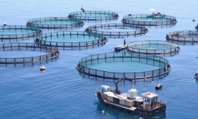 2022垂直農業萬億市場與創業扶持新機遇