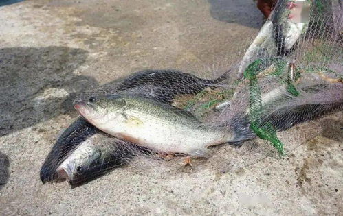 好山好水出好魚 息烽生態漁業發展如魚得水