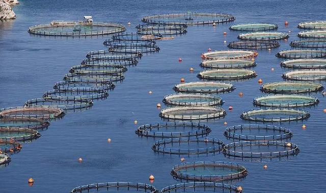 我國水產養殖業 現狀挑戰與未來路徑