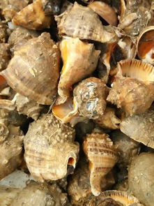 樂亭縣海龍海水養殖場 河北水產品養殖銷售的優選之選