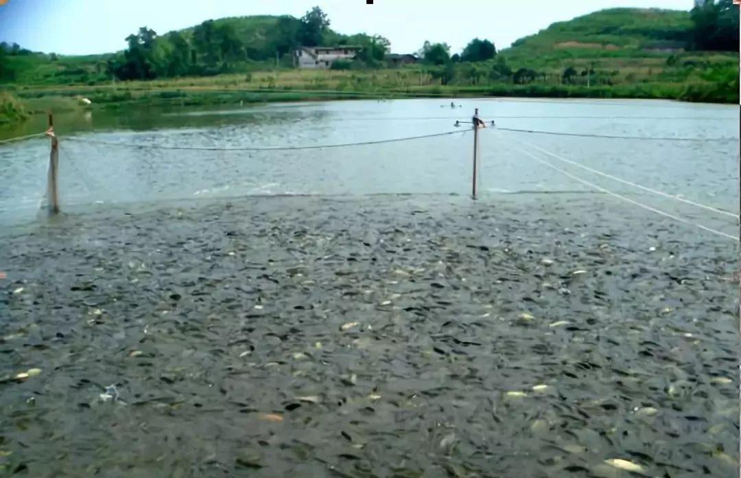 增氧是“救命”還是“催命”？一文說透水體溶解氧對水產養殖的雙刃劍效應