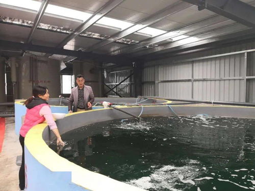 從異想天開到現實突破 零排放零污染模式開啟內陸山區養蝦新紀元