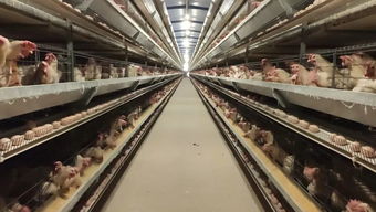 廣安智能養殖新篇章 一人管理五萬雞，水產養殖邁向高效未來