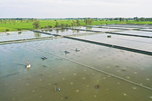 水產養殖管護忙，精細管理助增收