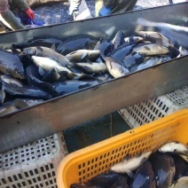 水產養殖網箱 現代水產品養殖的集約化與可持續發展之路